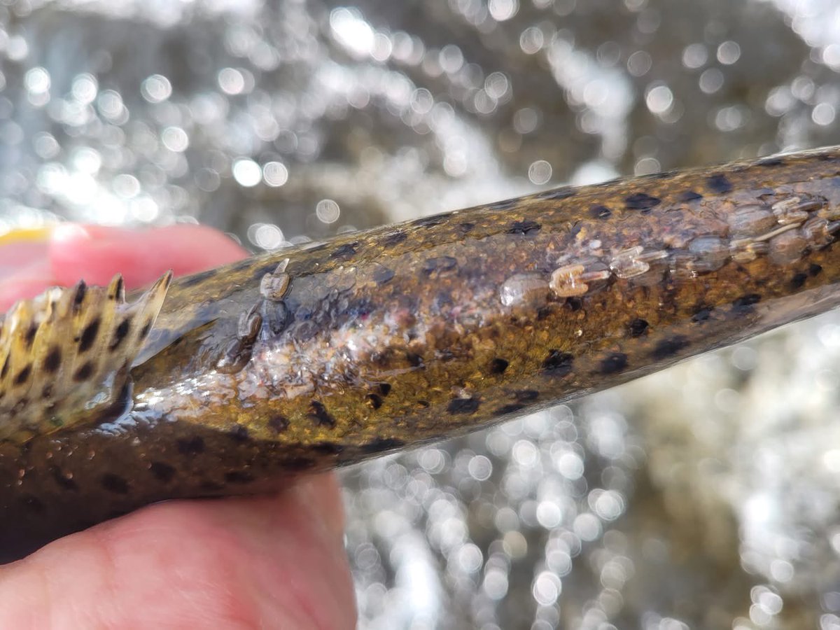 Salmon Scotland (@salmonscotland) on Twitter photo “Lack of "Cold Clean Water" hasn't been the cause of the decline of wild salmonids to date. It is the marketing slogan for the <a href="/AST_Salmon/">Atlantic Salmon Trust</a> backed by the Scottish Government and the Aquaculture Industry (collaboration)”
Ronnie Fraser on Facebook:
facebook.com/share/p/14HDUj…
“I “Lack of "Cold Clean Water" hasn't been the cause of the decline of wild salmonids to date. It is the marketing slogan for the <a href="/AST_Salmon/">Atlantic Salmon Trust</a> backed by the Scottish Government and the Aquaculture Industry (collaboration)”
Ronnie Fraser on Facebook:
facebook.com/share/p/14HDUj…
“I