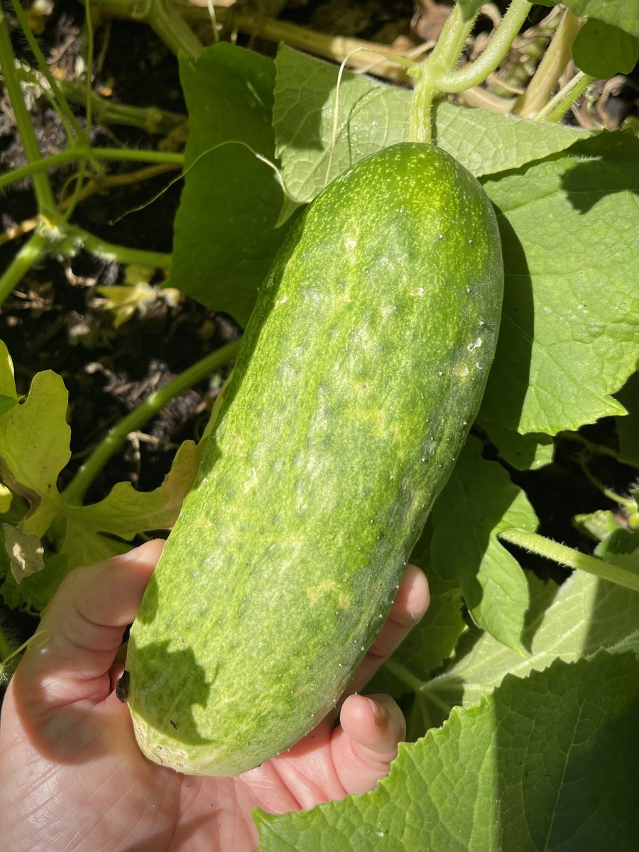 MakeAStandOrg's tweet image. A good day for anyone who likes watermelon, salsa, spaghetti sauce or pickles! All from our garden! 👩🏼🌾👩🏼🍳🍅🥒🍉
Make America Healthy Again
#MAHA
Make A Stand 4 Autism! 🧩
#MASA