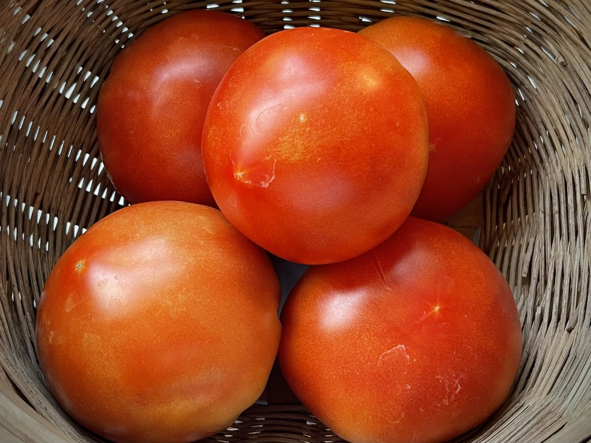MakeAStandOrg's tweet image. A good day for anyone who likes watermelon, salsa, spaghetti sauce or pickles! All from our garden! 👩🏼🌾👩🏼🍳🍅🥒🍉
Make America Healthy Again
#MAHA
Make A Stand 4 Autism! 🧩
#MASA