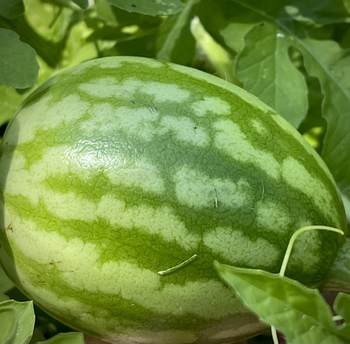 MakeAStandOrg's tweet image. A good day for anyone who likes watermelon, salsa, spaghetti sauce or pickles! All from our garden! 👩🏼🌾👩🏼🍳🍅🥒🍉
Make America Healthy Again
#MAHA
Make A Stand 4 Autism! 🧩
#MASA