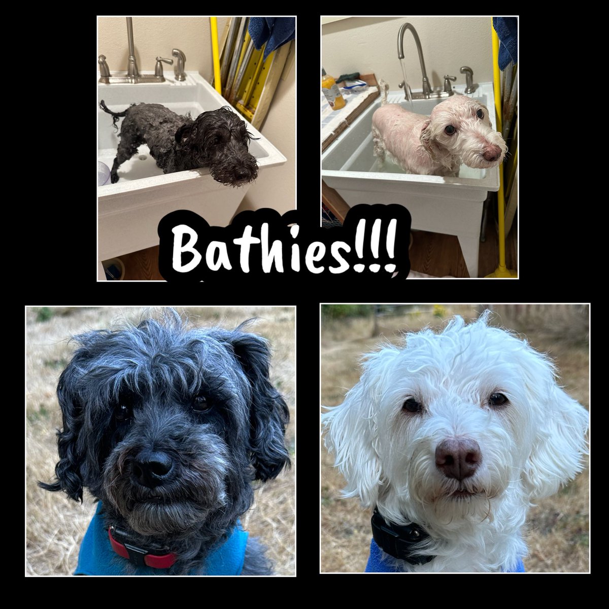 WhidbeyGypsy's tweet image. Pfffft! 🛁🧼🫧
Aren’t weekends supposed to be for OUR fun and shenanigans?
Zoë: Mom had fun calling me a ‘pink piggie’ when I was wet!
Zip: And she laughed at the way my bangs/fringe dried!
❤️Zip & Zoë
