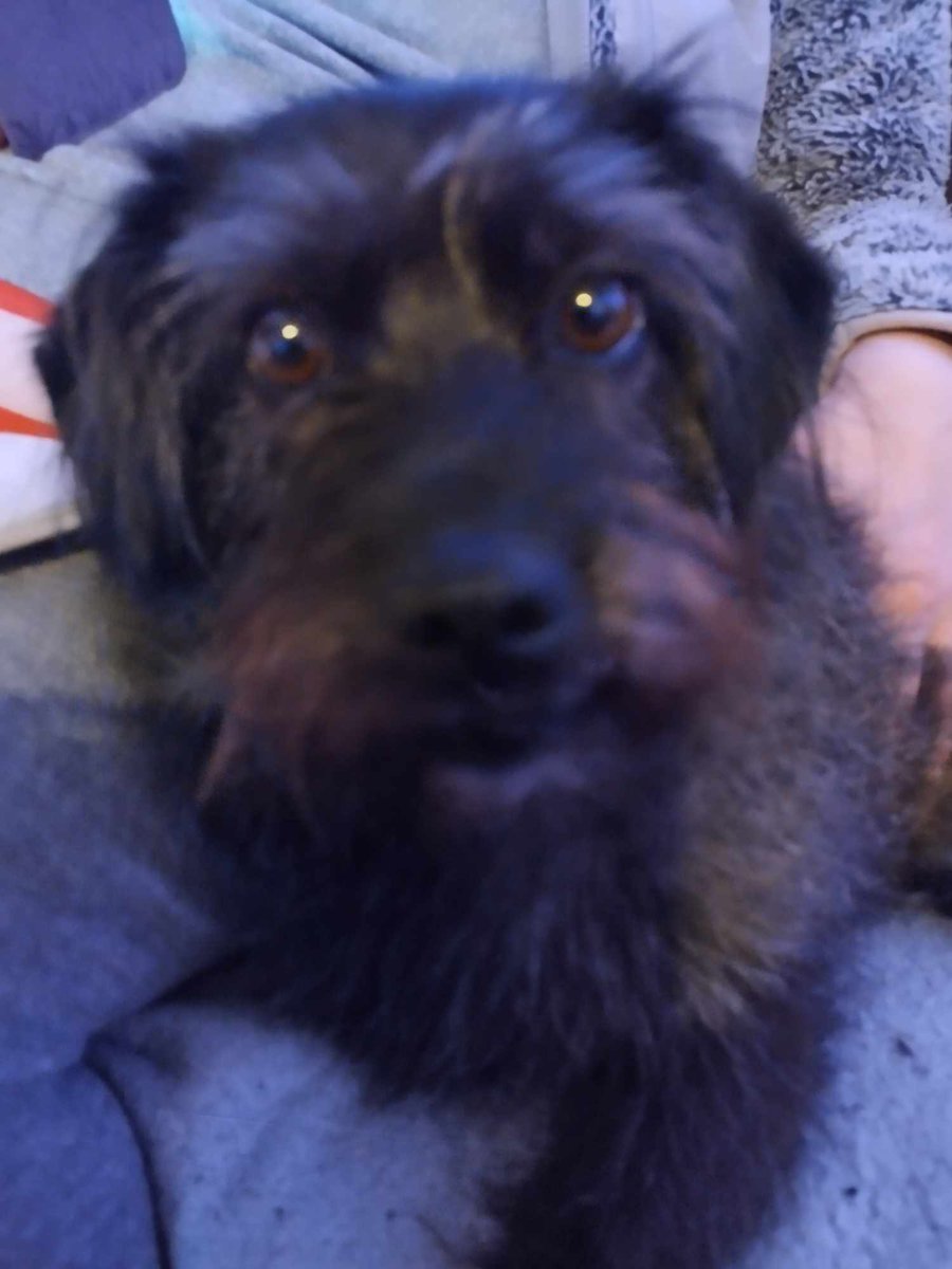 MissingPetsGB's tweet image. If you do one thing tonight- please please look at Gracie&apos;s poster
Please contact asap if you think you&apos;ve seen her
Poor Gracie is still out there somewhere but where?
Last seen 8 September 2024 in #pershore #wr10 
#BringGracieHome #stolendoghour