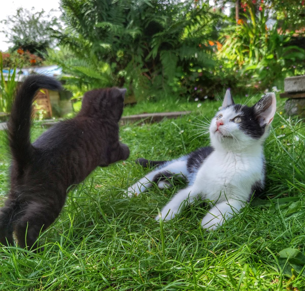 🙀😹❤️♥️ Hello Hello 👋 Biiig Panther 🙀😂