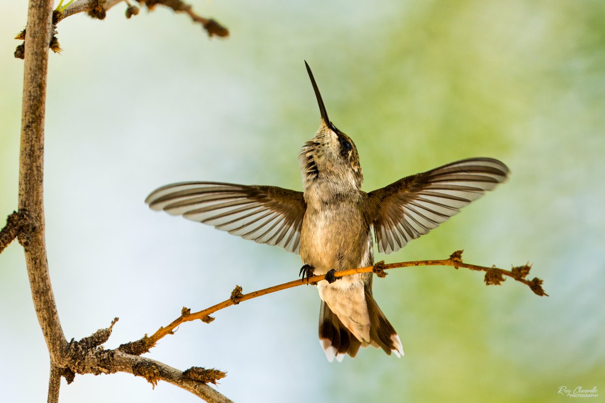 raychiarello's tweet image. Here's a female black-chinned hummingbird providing something other than the usual perch pose in my backyard this morning.
#BirdsSeenIn2025 #Birds #MyBirdPic #Birding #BackyardBirding #BirdTwitter #ElPaso #Texas