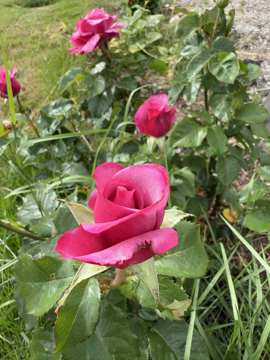 bluewaverider46's tweet image. More blooming roses.
This one I planted this spring. Itβs a Barbra Streisand.
#BloomScrolling