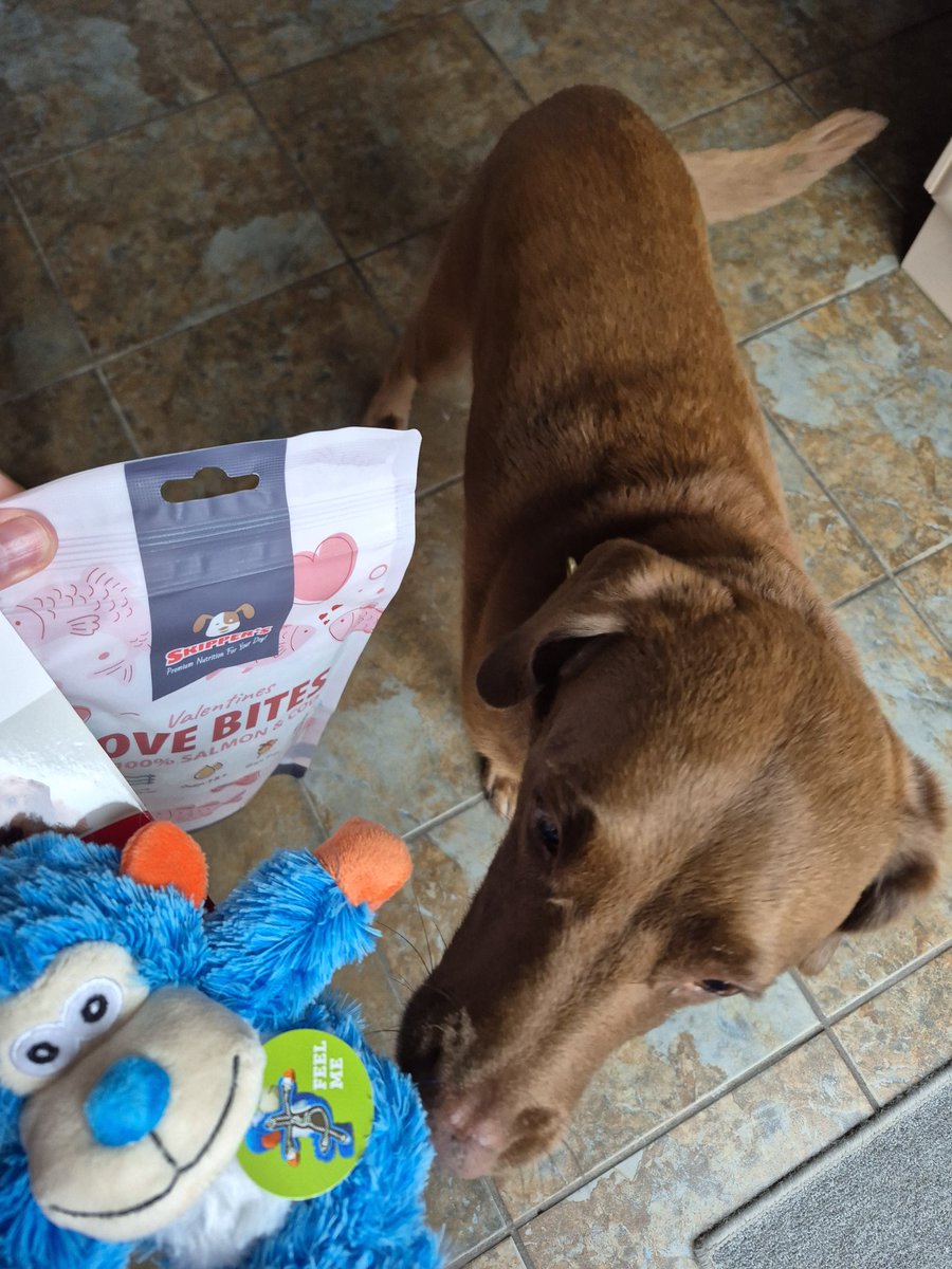 Lola Wigglebutt #BARK (@lolawigglebutt) on Twitter photo Fanks to my gorgeous Troy Boy and Ellie too and Mum <a href="/TroyandEllie1/">troy and ellie 🐾🐾</a> for my luffly gotcha day gifts. I luffs dem 🥰🥰🥰 Fanks to my gorgeous Troy Boy and Ellie too and Mum <a href="/TroyandEllie1/">troy and ellie 🐾🐾</a> for my luffly gotcha day gifts. I luffs dem 🥰🥰🥰