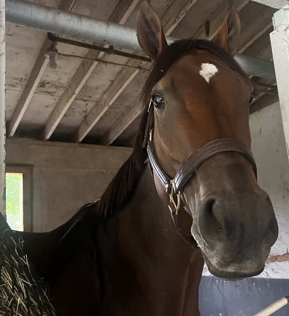 tjwilkin's tweet image. Book ‘em Danno looking fresh on Sunday, day after he won G2 Vanderbilt at Saratoga. Trainer Derek Ryan, who headed back to his Jersey base at Monmouth Park at 3:15 AM Sunday said Danno will stay in Saratoga for a bit. Could go back to NJ before coming back for Forego Aug. 23.