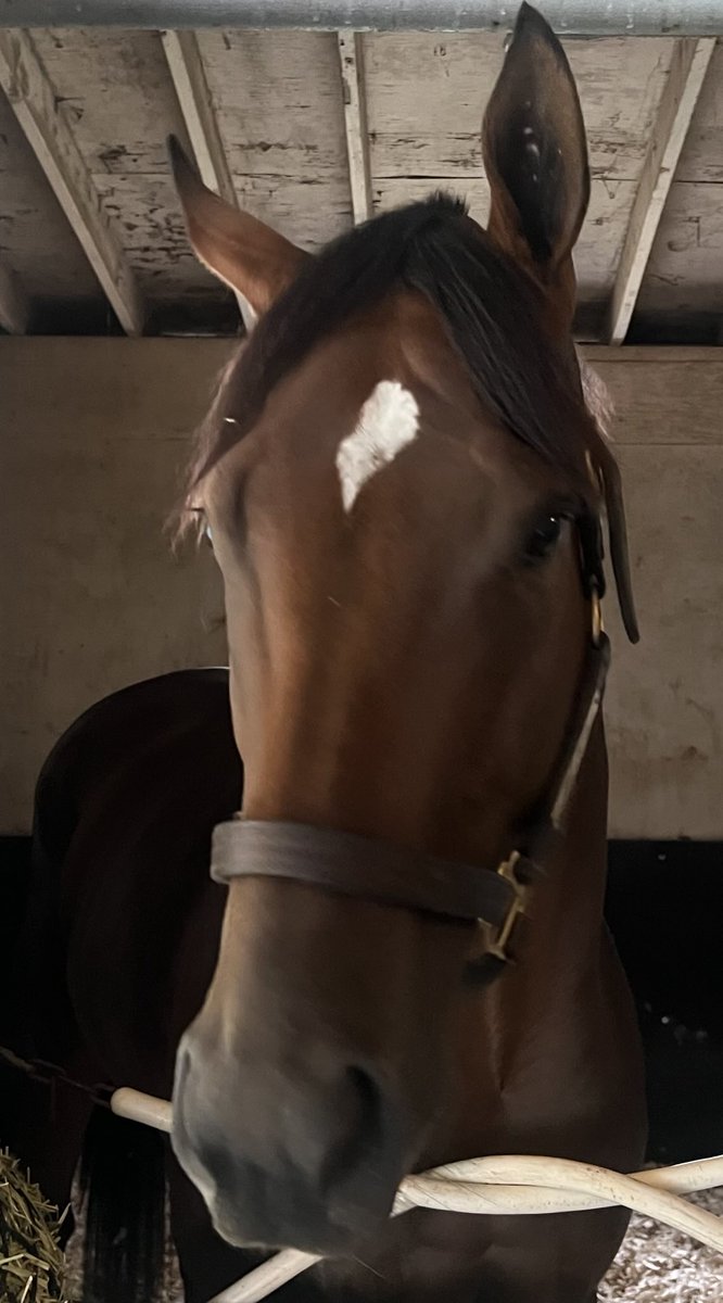 tjwilkin's tweet image. Book ‘em Danno looking fresh on Sunday, day after he won G2 Vanderbilt at Saratoga. Trainer Derek Ryan, who headed back to his Jersey base at Monmouth Park at 3:15 AM Sunday said Danno will stay in Saratoga for a bit. Could go back to NJ before coming back for Forego Aug. 23.