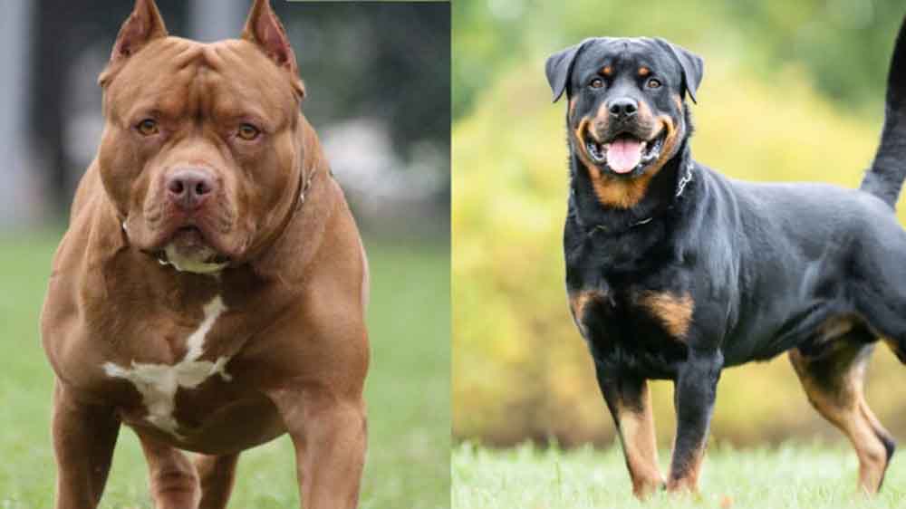 <a href="/theskindoctor13/">THE SKIN DOCTOR</a> 🚨 India’s Shocking Pit Bull &amp; Rottweiler Attacks Since 2024 — Timeline of Horror

➡️ 🇮🇳 Despite proposed bans, deadly attacks by dangerous breeds continue. 

🟥 Jan 2024 – Delhi (Burari)
🔸 Pit bull mauled 1.5-year-old girl; suffered 3 fractures
🔸 Owner escaped FIR; officials