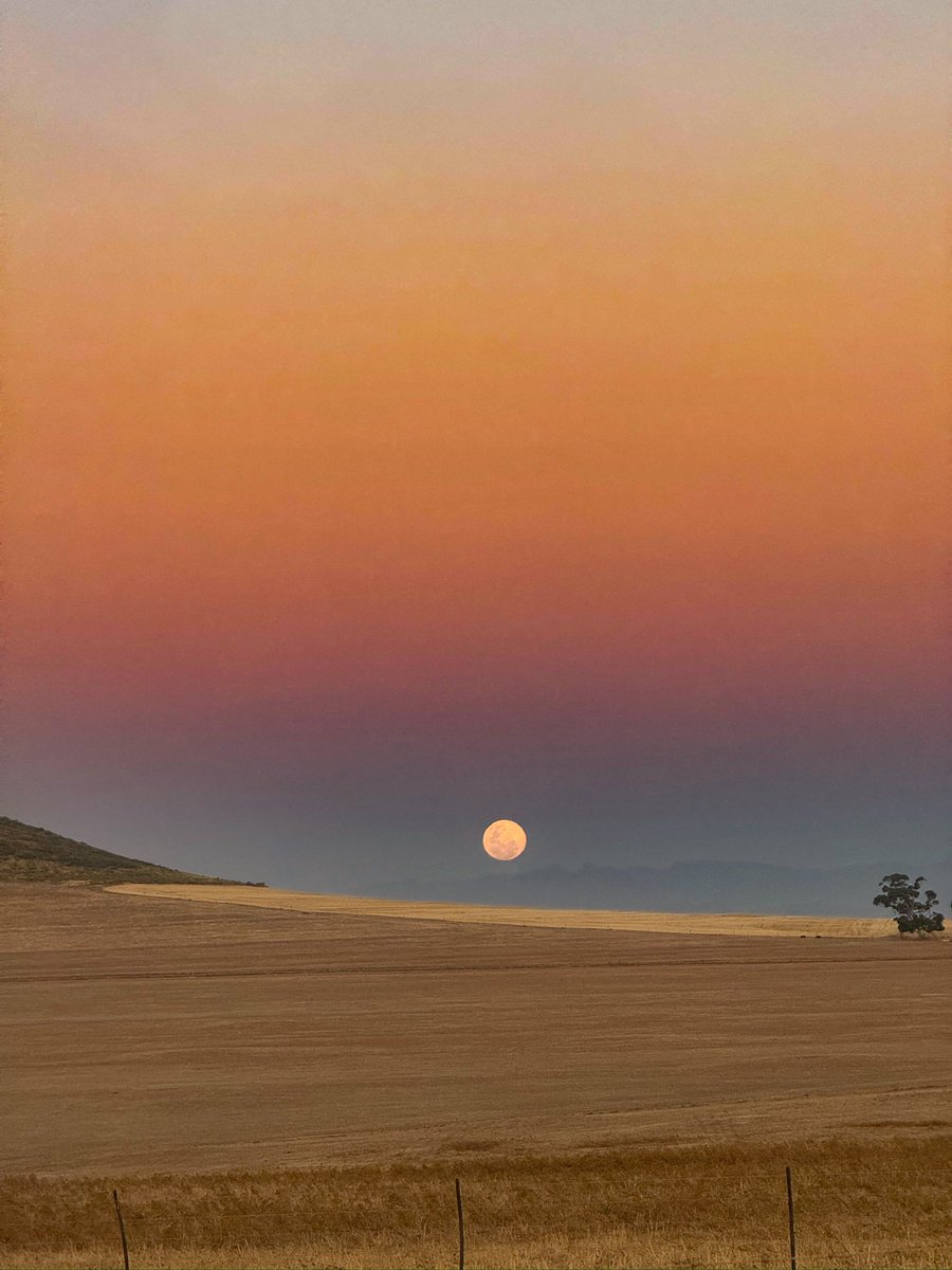 Refiloe Ramogase tweet media