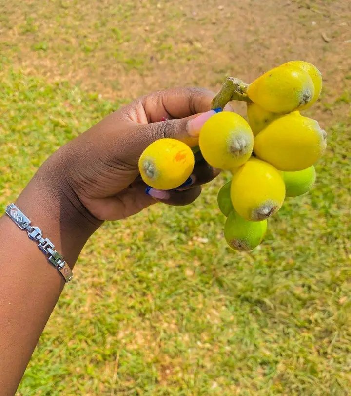 Themostpeacefu's tweet image. How do you call these in your language