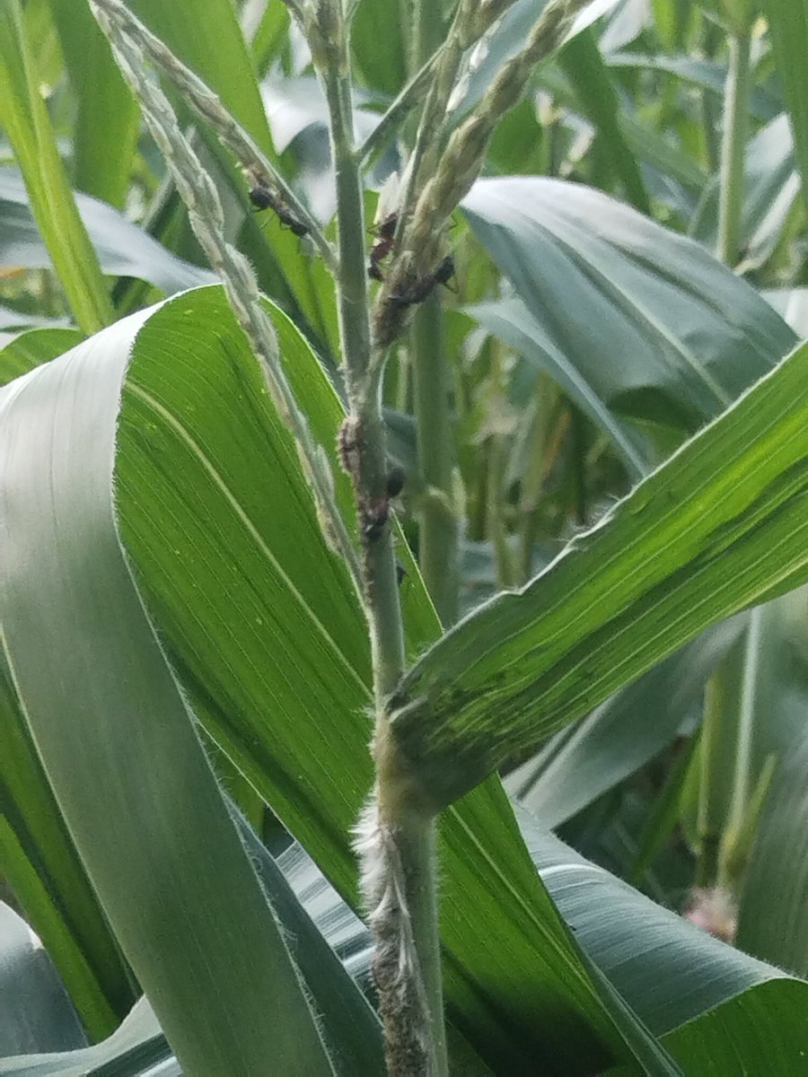 Maize plant infected by #Aphids. seen in central leaf whorl, stems, or in panicles. The young  &amp; adults suck the plant . yellowish mottling of the leaves and marginal leaf necrosis.  Produces  honeydew on which attracts ants.
#cornAphid <a href="/alabamaED/">Ed Sikora</a> <a href="/icarindia/">Indian Council of Agricultural Research.</a>