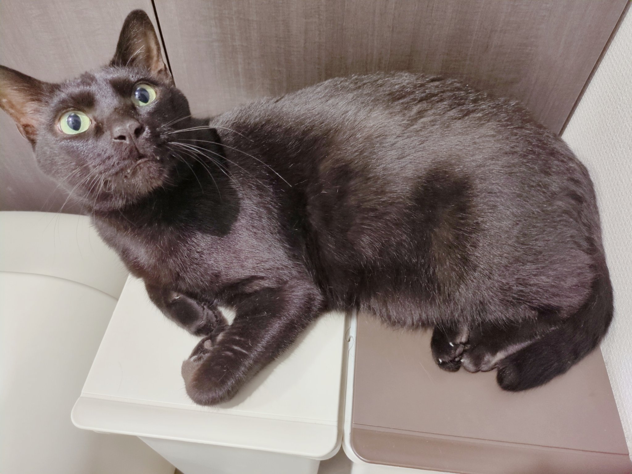 くろねこ様 木野聡子 | 4月もよろしくお願いしにゃす🍒 #ジュウハン#黒猫と
