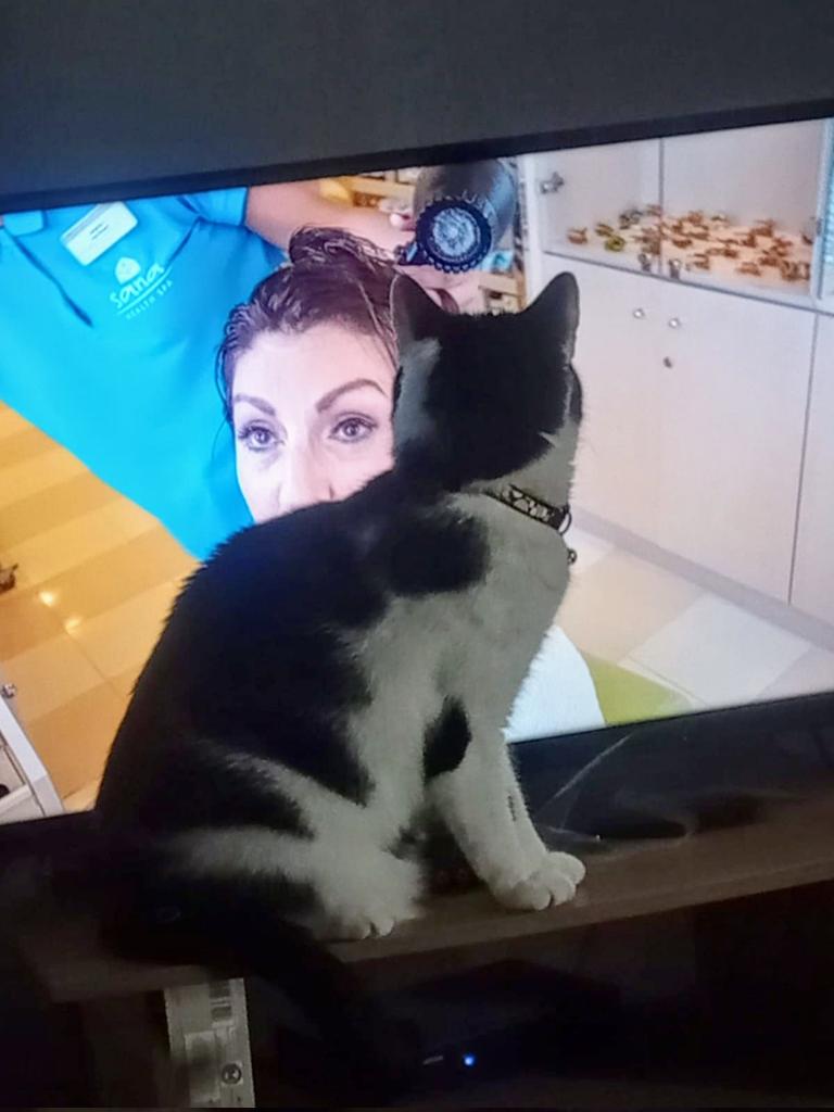 #Hedgewatch To say Chester is obsessed with <a href="/TheJaneMcDonald/">Jane McDonald</a> is an understatement. His Queen! 🐾💜🐾💜