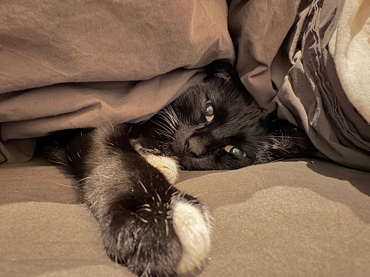 thespy_harriet's tweet image. me when i am buried beneath the crushing weight of being so likable and popular and beloved and admired and modest and pretty and having such a good personality