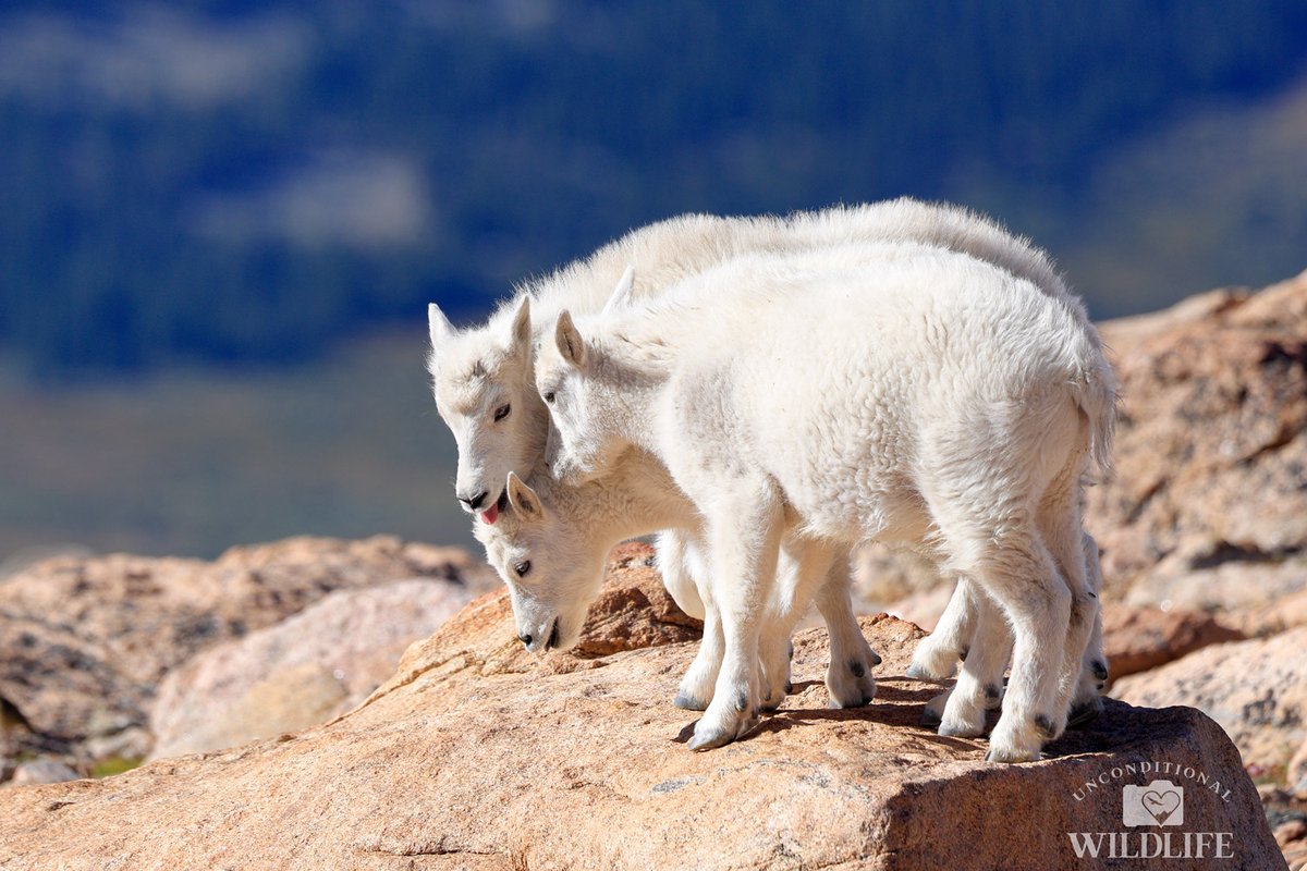 Unconditional Wildlife tweet media