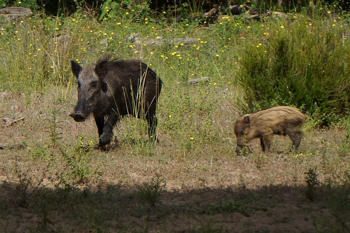 Pisa Turismo (@pisaturismo) on Twitter photo Il <a href="/ParcoSanRossore/">Parco di San Rossore</a> è un mondo da scoprire!
Visitando il Parco potrai riconoscere ed associare ai diversi paesaggi che attraversi gli animali più caratteristici! 🥰
Gli esemplari più facilmente osservabili? il daino ed il cinghiale! 🦌🐗
Info 👇
turismo.pisa.it/luogo/il-parco Il <a href="/ParcoSanRossore/">Parco di San Rossore</a> è un mondo da scoprire!
Visitando il Parco potrai riconoscere ed associare ai diversi paesaggi che attraversi gli animali più caratteristici! 🥰
Gli esemplari più facilmente osservabili? il daino ed il cinghiale! 🦌🐗
Info 👇
turismo.pisa.it/luogo/il-parco