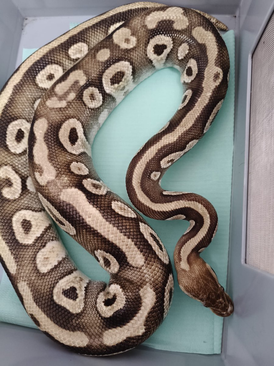112animal's tweet image. Nieuwsgierig
Gisteren overal in het nieuws en nu veilig bij ons in de opvang. Waar is het personeel van deze bjoettie? Stevig moppie van wel 1.40 mtr.
nu.nl/opmerkelijk/63…
En de politie stuitte hier natuurlijk niet op, maar de bewoners...  #Amsterdam #Betondorp #Koningspython…