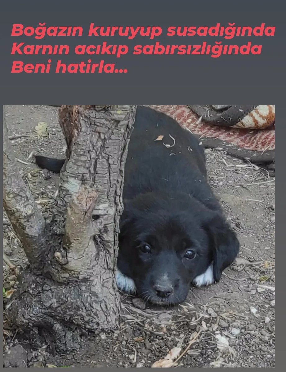 Her türün yaşam hakkı kutsaldır.Bir kap su bir kap mama lütfen ❤️🙏