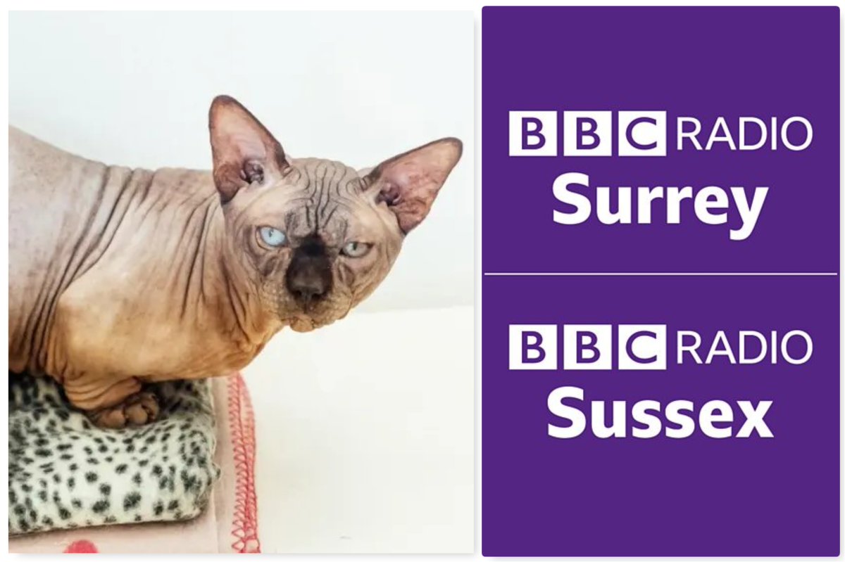 marcthevet's tweet image. Looking forward to chatting with @sarahjgorrell on @BBCSussex/@BBCSurrey on Mon 21 July. We'll be discussing the 'bambino' crossbreed cat dumped in rescue & potential probs pets can suffer when bred to be so unusual/extreme. From 10am here: bbc.co.uk/sounds/play/li… #AnimalWelfare