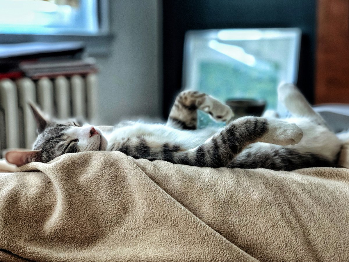 _comicbuzz's tweet image. We hope everyone is having a lazy Sunday
#Sunday #lazy #Sundayvibes