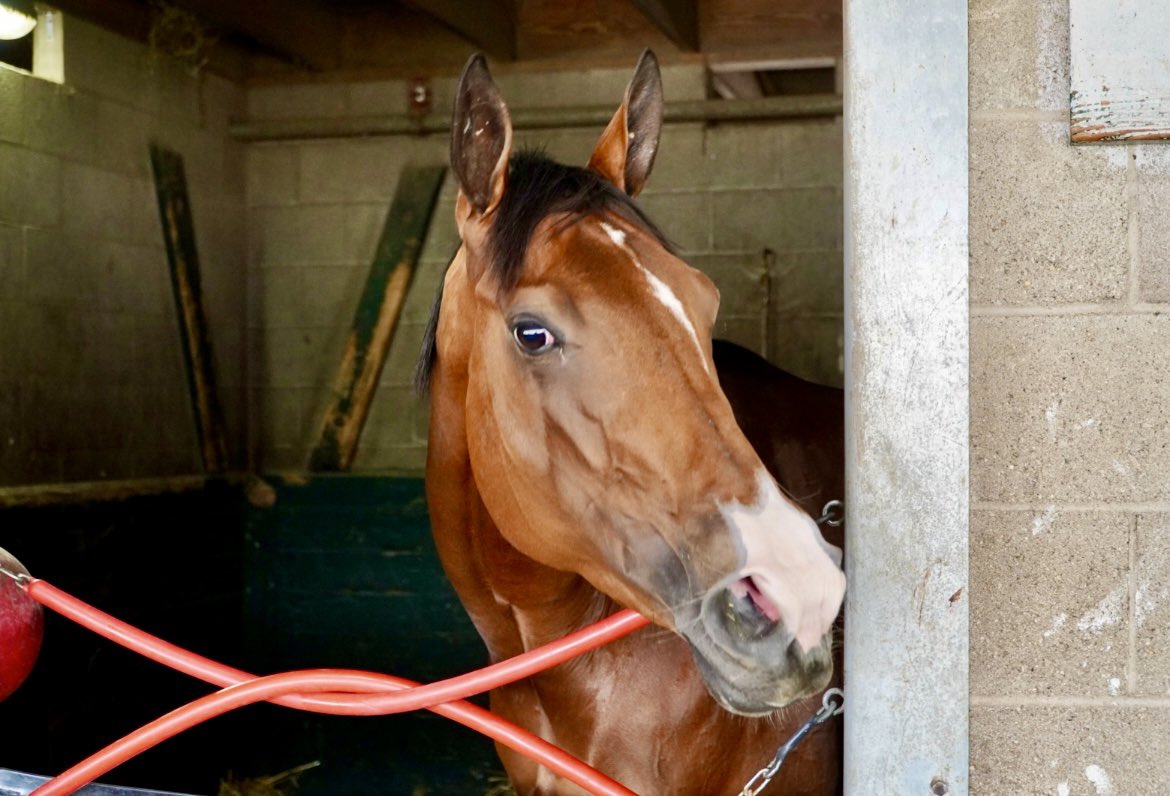BelladonnaRaci1's tweet image. PANACHE (Not This Time-Mojo Mama) is set to make her sophomore debut today in race 2 at Saratoga (1:44 ET, 5.5fT, 7/2 ML). @jose93_ortiz has the call from pp 2 against 7 other 3YO fillies.