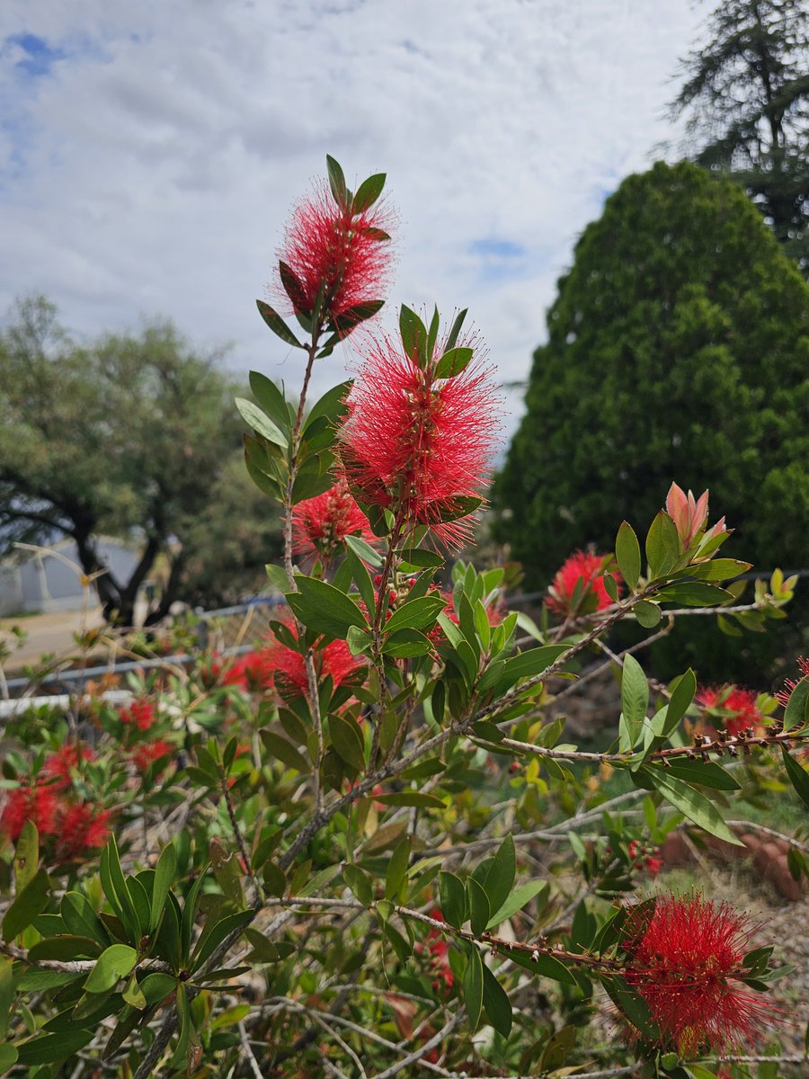 MathewLight17's tweet image. My big beautiful Bottlebrush bush is beginning to blossom.