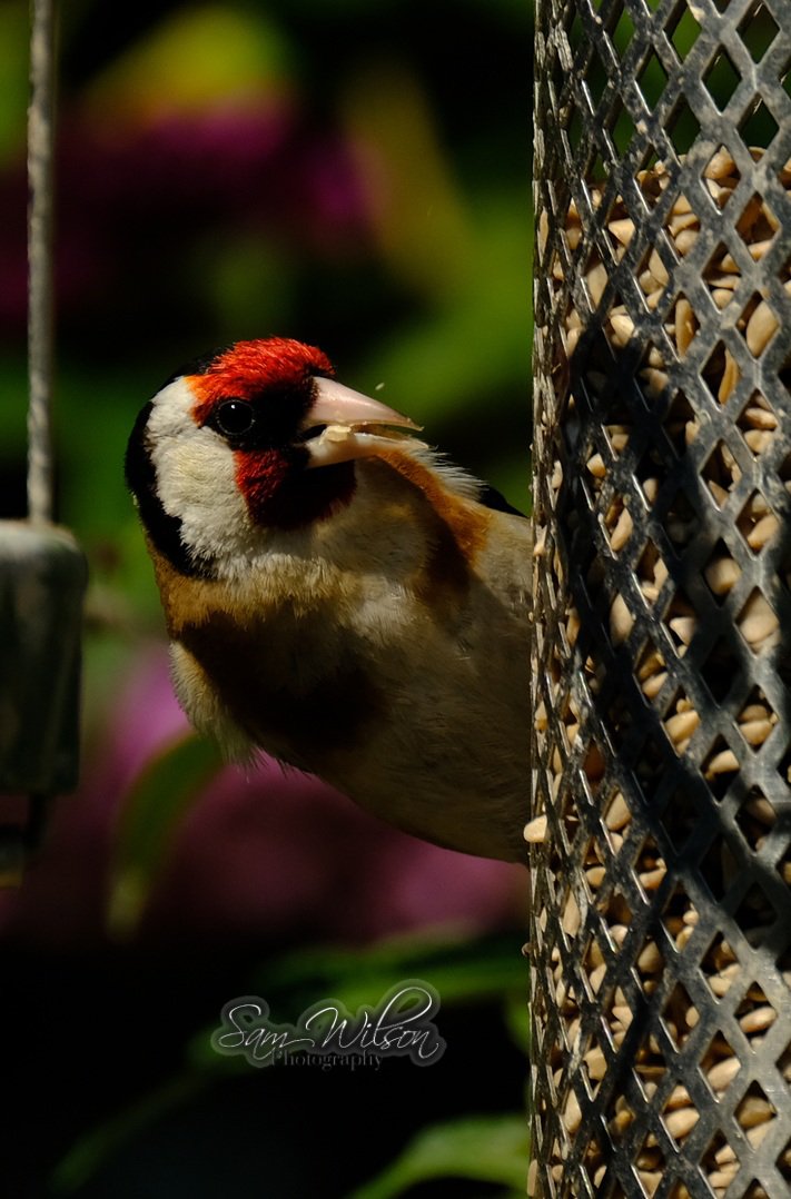 SamWlandscapes's tweet image. Goldfinch on my feeders keeping an eye on me #birds #birdphotography