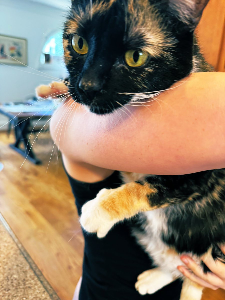 lawyerschiff's tweet image. Feeling Franzish on this beautiful Sunday.
Justice Kitteh is intrigued! 
#SplitPea
#Winning
#TigerBlood
@BorghardtLaw