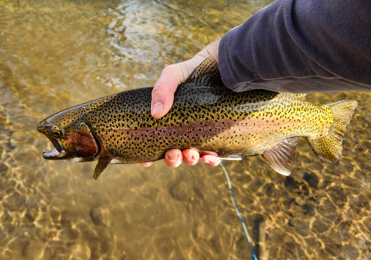 Lynchy_33's tweet photo. Caught one of the prettiest rainbows I've ever seen earlier this year 

#flyfishing #Colorado #trout https://t.co/wlaJhgzYFS