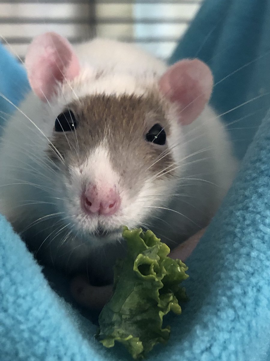 But I don’t wanna eat my veggies! 🤣🐀💙