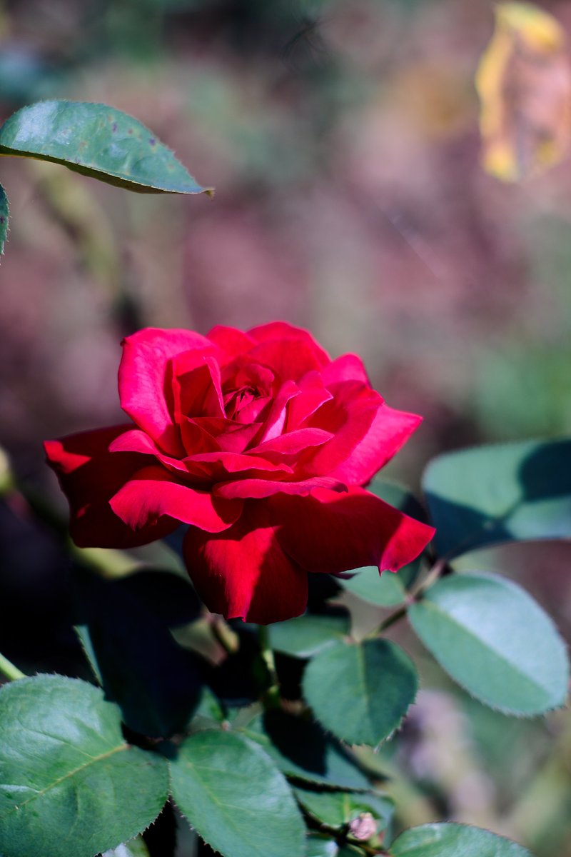 tsurane's tweet photo. 薔薇
SONY α7II
meopta Tele-Mirar 135mm f4.5
#薔薇 #バラ #roses #rose
#a7ii #sonya7ii #sonyalpha
#meopta #メオプタ #telemirar #telemirar135
#オールドレンズ #oldlens #vintagelens
#NoWar https://t.co/nlcixpD0ZS