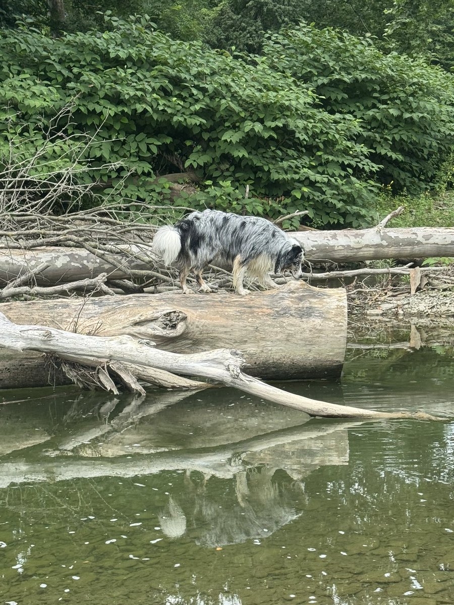 FarmforAnswers's tweet image. Sunday funday, took the kids and pup to the creek for a bit. Found a nice swimming hole.
Forgot to post yesterday I requested $7500 from @PhidiasPropfirm
And forgot to post the Nala video from yesterday morning. Hope everyone has had a good weekend.