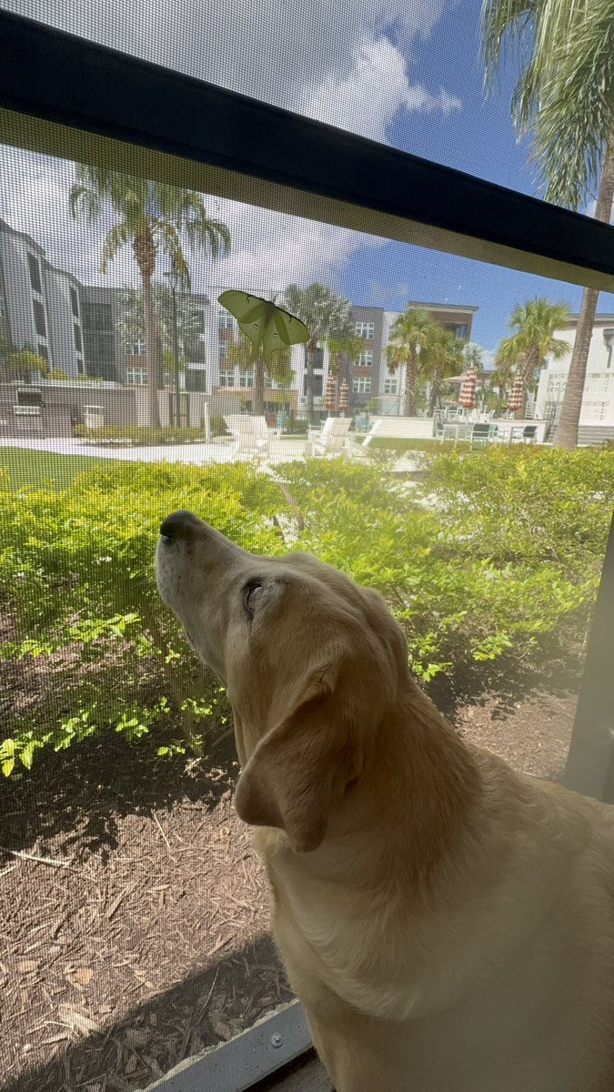 Noodle the Pup tweet media