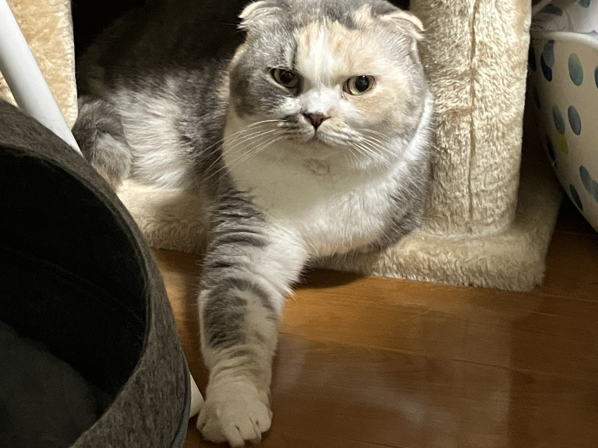 ひろ🍵🍉(SDK)😸🐈 on X: 