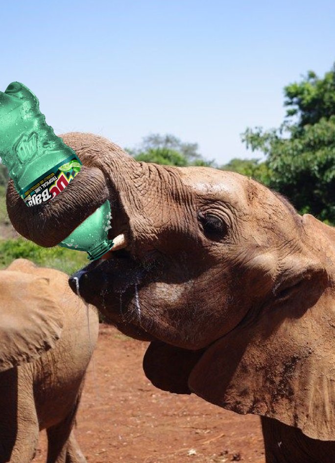 SpongeyBubblez's tweet image. Elephant drink a tasty baja blast :]]
