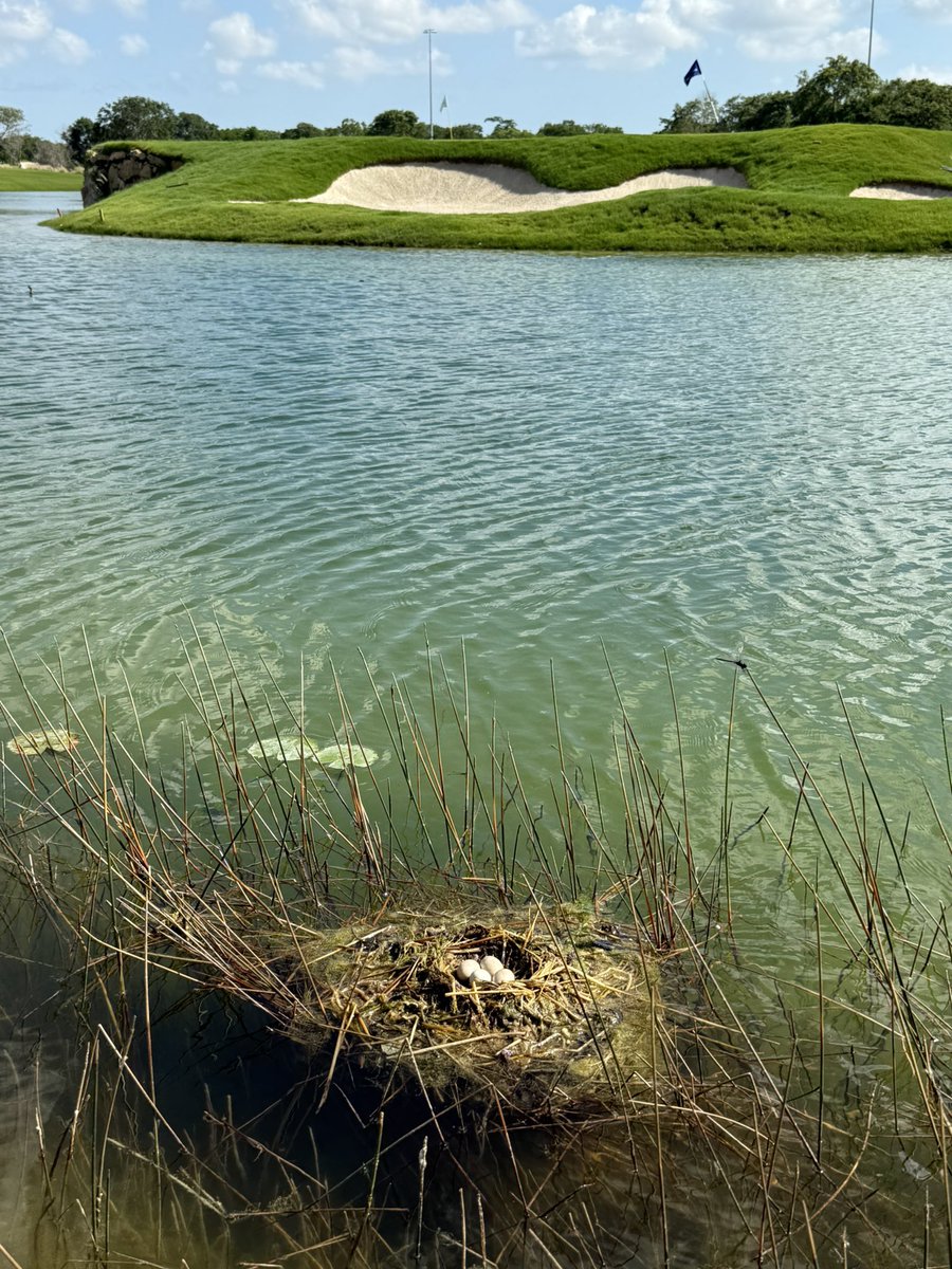 Norma_Barrera's tweet photo. Golf day ⛳️ https://t.co/i7R63uNuzQ