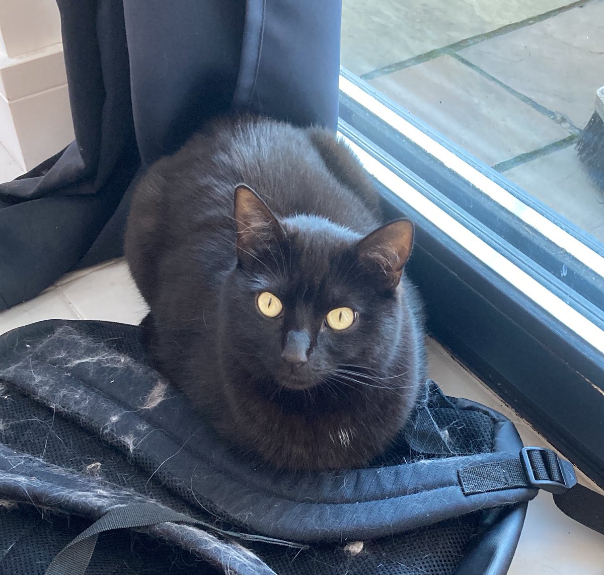20 mins till dinner and the bastard just sits there making noises.