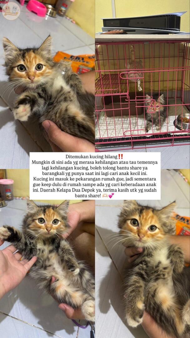 Aku nemu kcg! masuk ke pekarangan rumah aku, di daerah Kelapa Dua Depok. Minta tolong bantu share kak, barangkali yg punya lagi nyariin di X. Ini foto-fotonya ya, makasih banyak kak 🫶🏻