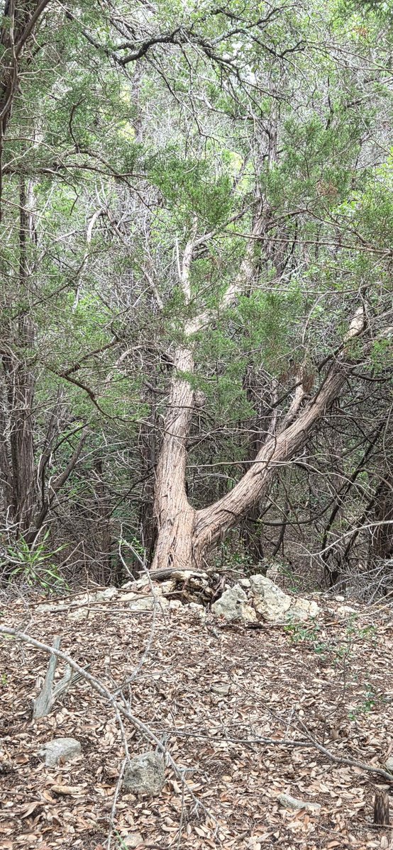 atxwxgirl's tweet image. Hurst Creek must've risen 15-20 feet recently in W Travis...seeing lots of broken trees and debris high in the trees far from where the water is now. Lakeway, TX #atxwx #txwx
