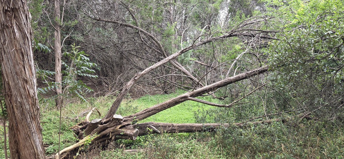 atxwxgirl's tweet image. Hurst Creek must've risen 15-20 feet recently in W Travis...seeing lots of broken trees and debris high in the trees far from where the water is now. Lakeway, TX #atxwx #txwx