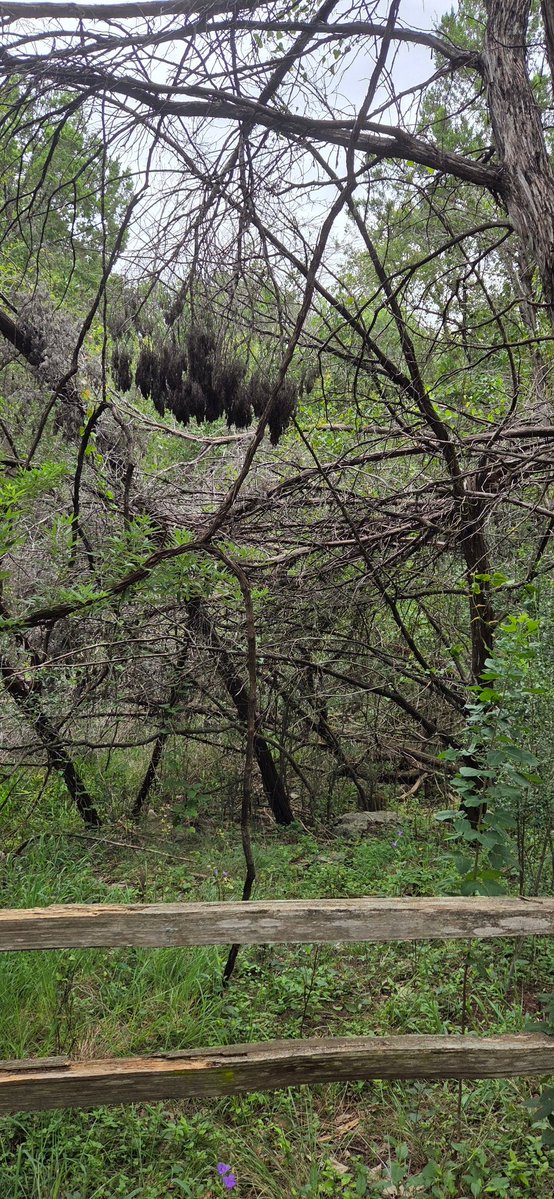 atxwxgirl's tweet image. Hurst Creek must've risen 15-20 feet recently in W Travis...seeing lots of broken trees and debris high in the trees far from where the water is now. Lakeway, TX #atxwx #txwx