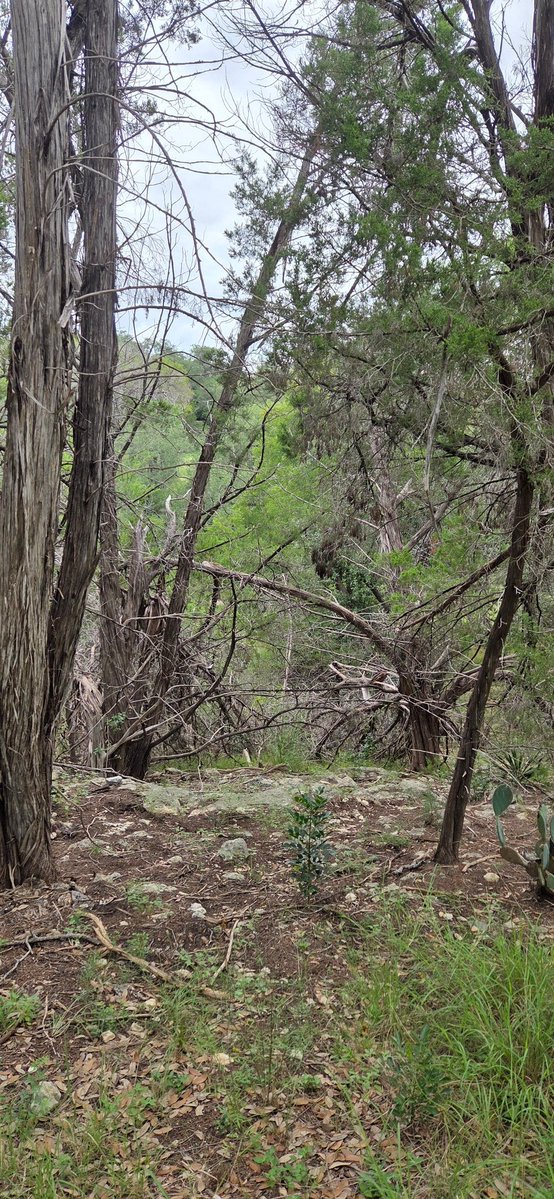 atxwxgirl's tweet image. Hurst Creek must've risen 15-20 feet recently in W Travis...seeing lots of broken trees and debris high in the trees far from where the water is now. Lakeway, TX #atxwx #txwx