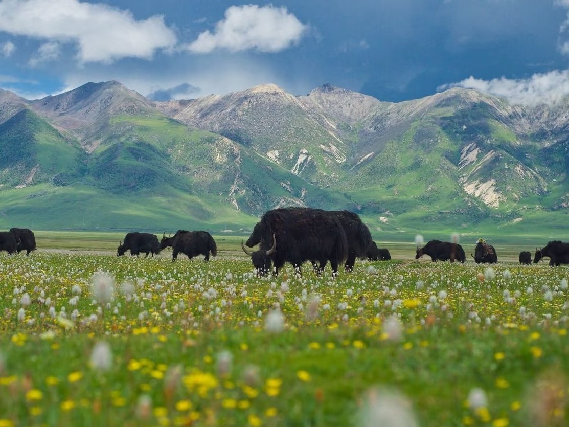 SteppeShaman's tweet image. Yak pastures in East Tibet vs. West Tibet; despite variations in environment, the hardy yak still manages to thrive on the Tibetan plateau
