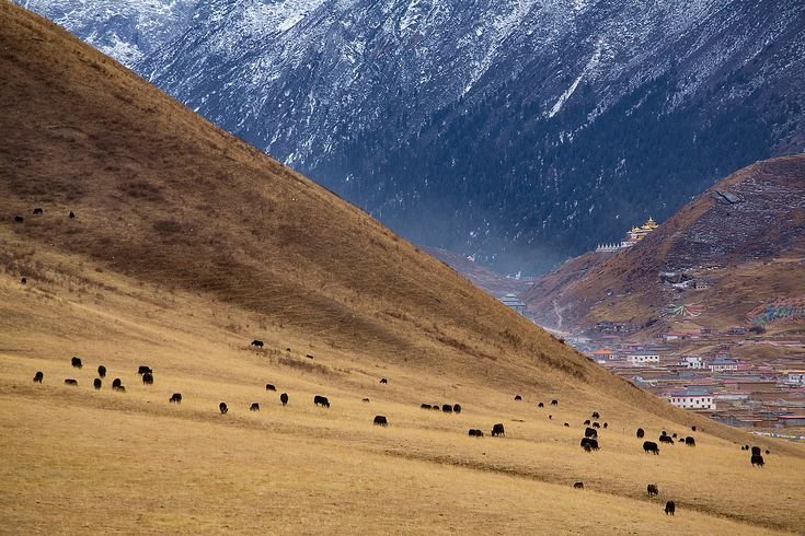 SteppeShaman's tweet image. Yak pastures in East Tibet vs. West Tibet; despite variations in environment, the hardy yak still manages to thrive on the Tibetan plateau