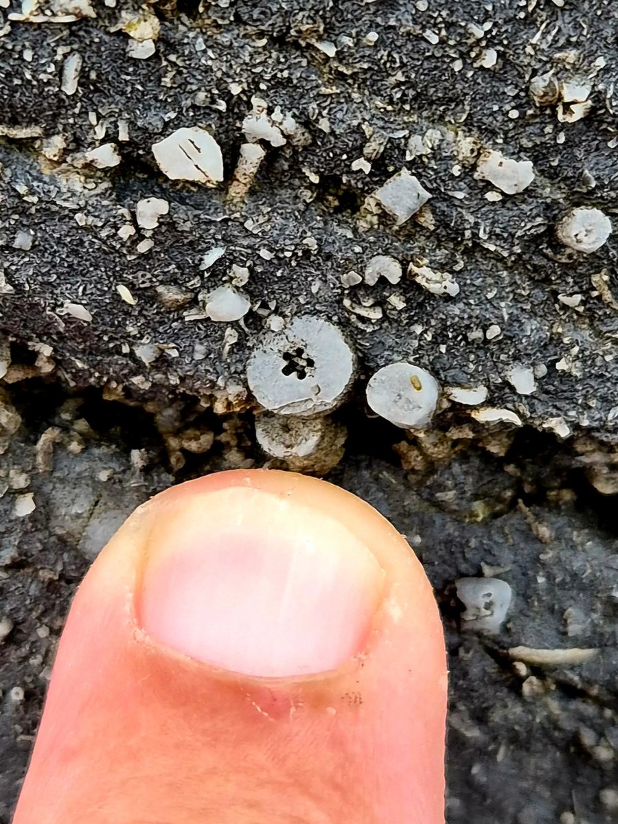 cormac_mcginley's tweet image. A fossilized Crinoid segment with a star shaped core🌟 
These are parts of the skeletal remains of ancient marine creatures that lived on the tropical sea bed that covered this area over 300 million years ago.
County Clare, Ireland.