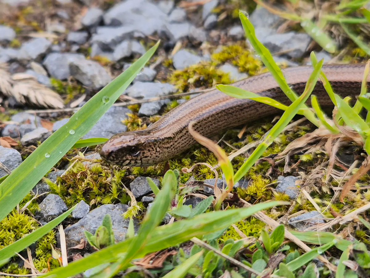 cormac_mcginley's tweet image. A close-up of the Slow Worms (Anguis fragilis) face, from over a week ago. Still quite exited that I got such a good look at it ☺️ 
County Clare, Ireland.