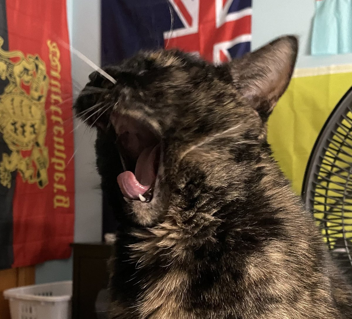 fhardcat's tweet image. AHHHHHHHHH