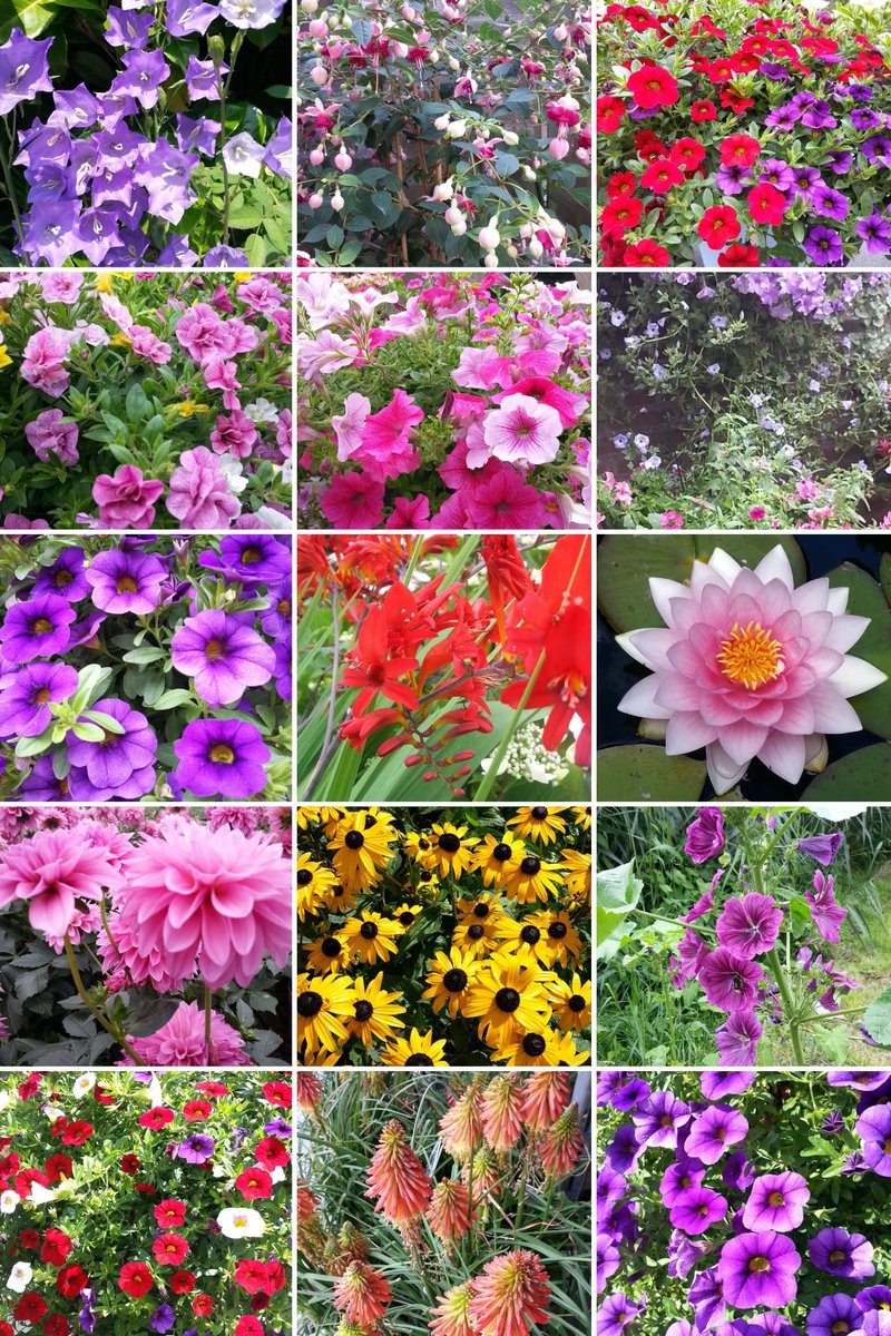 mzu2013's tweet image. The beauty of nature is all around us, we just need to take the time to appreciate it
#Flowers
#nature
#garden