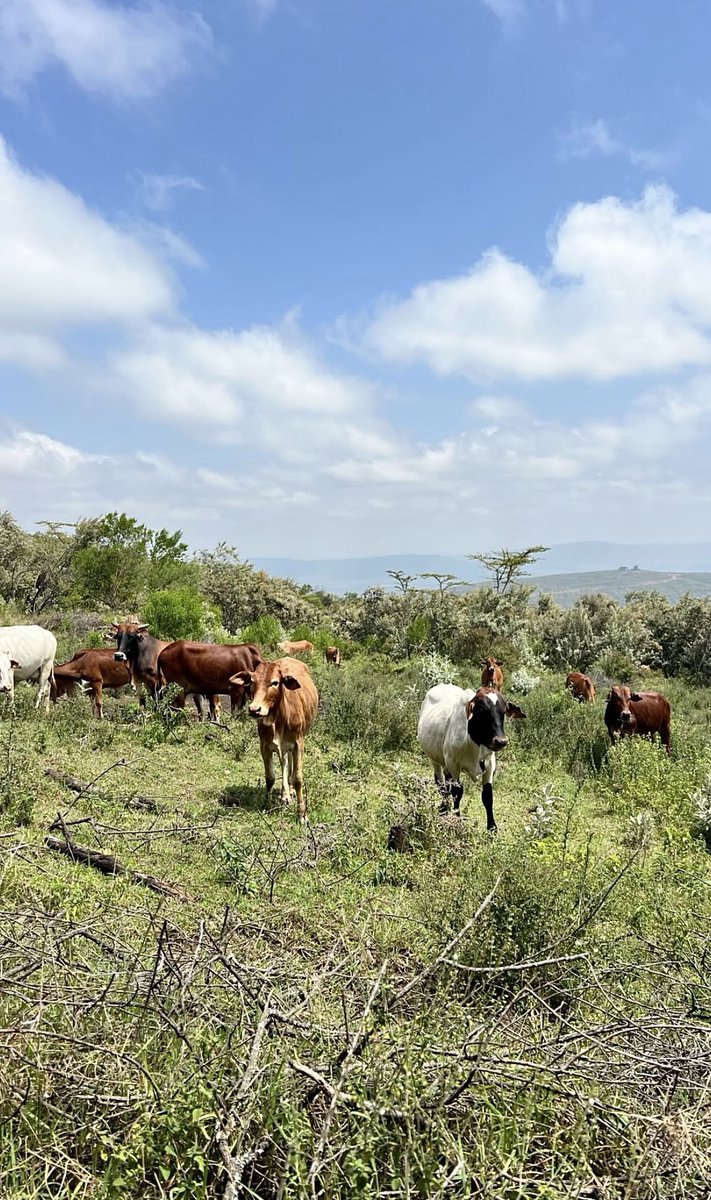 _mkariuki's tweet image. Mt Suswa Conservancy